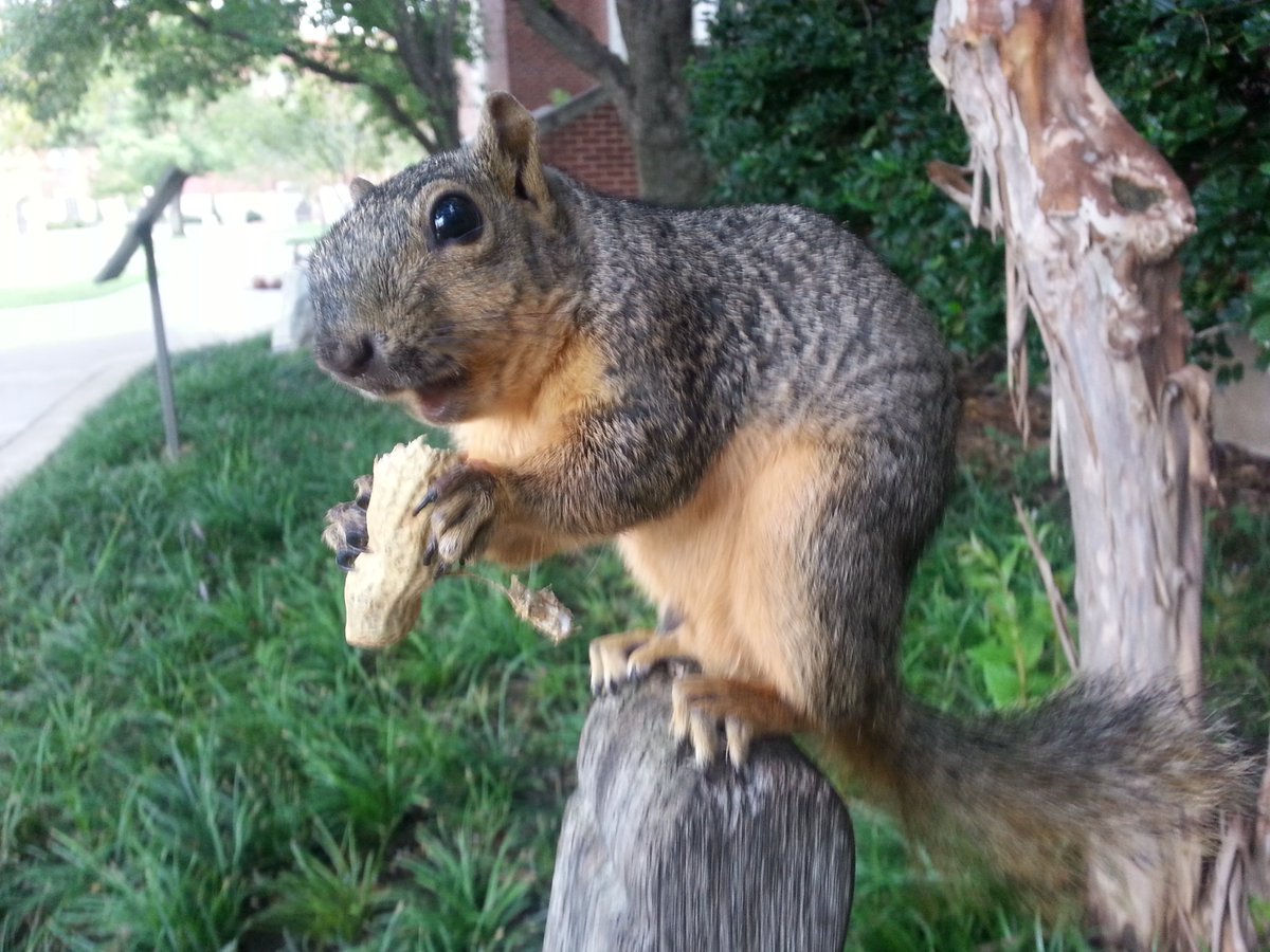 squirrels_rus's tweet photo. You would be smiling too if you were a squirrel and lived on the campus of OU. https://t.co/WtAJGfi879