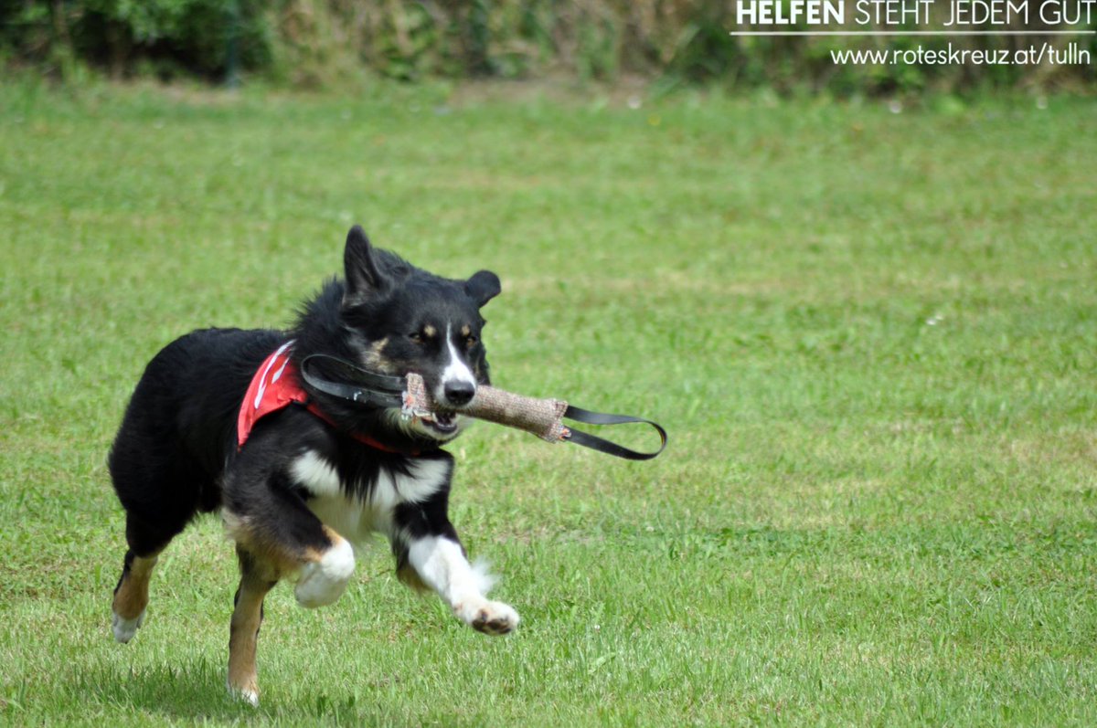 roteskreuztulln's tweet photo. Suchhundestaffel beim Ferienspiel Zeiselmauer
#roteskreuz #roteskreuztulln #redcross #örk #tulln #zeiselmauer #Suchhundestaffel #suchhunde https://t.co/sdDpfs6a3d