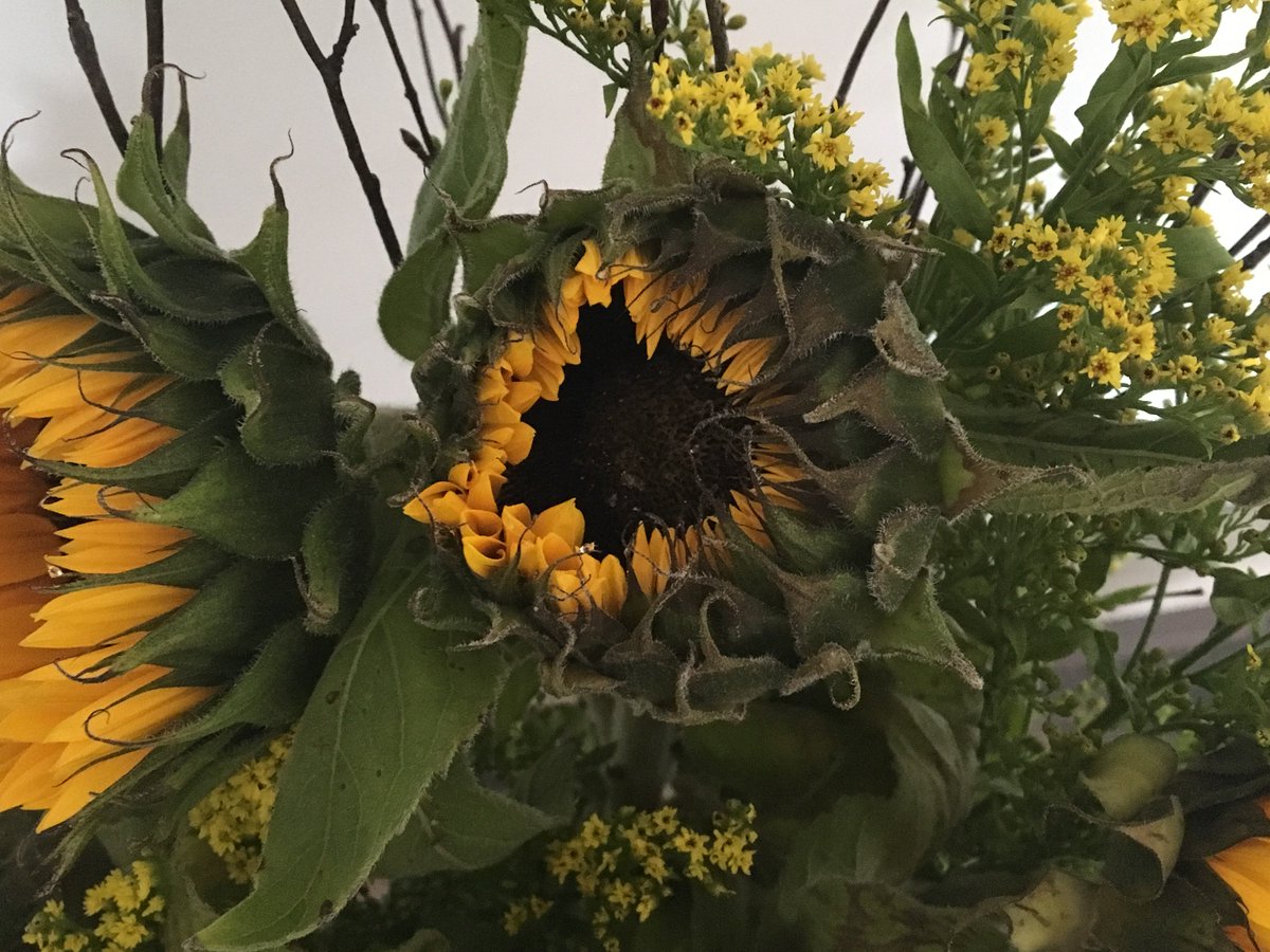 Very disappointed with sunflowers for over £30 sent as buds 5 days and still not fully open &amp; leaves now wilting. Customer service bad