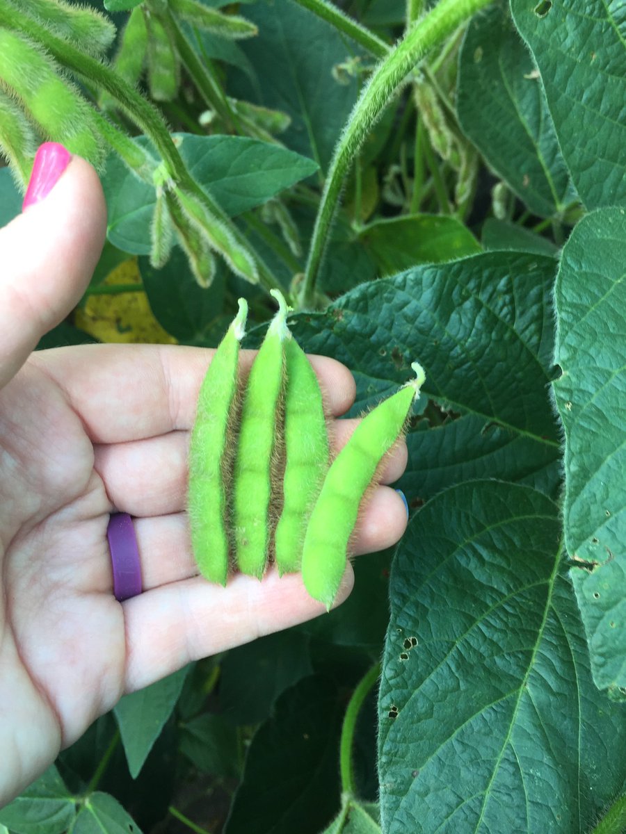 sassyagronomist's tweet photo. @ChannelSeed #soybeans 1917R2X looking great in northern Indiana! Love us some 4 bean pods! #FCUS #SMSAW #XtendYourYield #Placed2Perform https://t.co/J49HmSP5zG