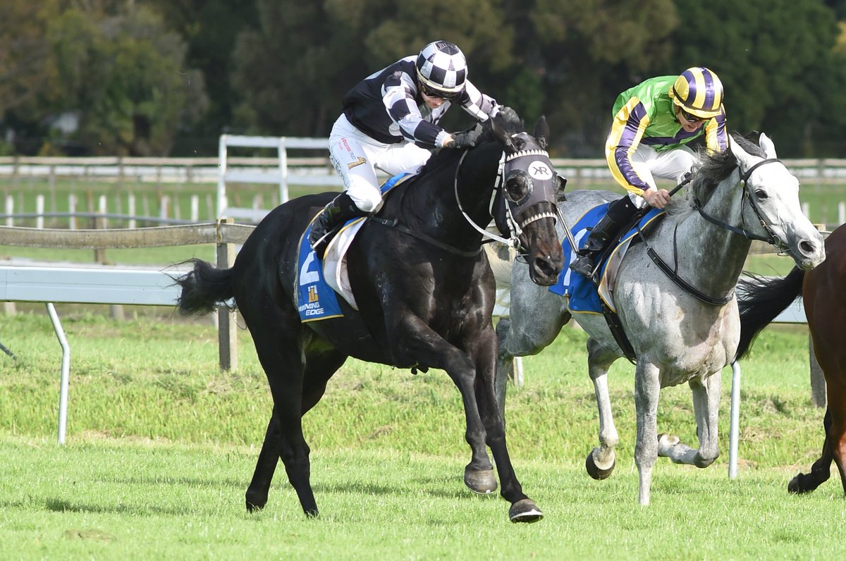 nzracingnews's tweet photo. Consistent black-type performer #FiveToMidnight to be given a light build up for the Gr.1 Livamol Classic on Oct. 7 https://t.co/lAEF94xPYq https://t.co/pRpcbP2ACO