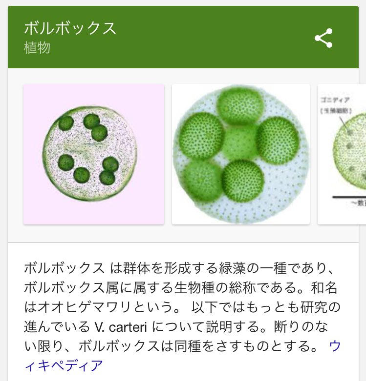 田んぼで発生していたボルボックスを顕微鏡で覗いてみたら何と可愛いことよ ずっと眺めていられる Togetter