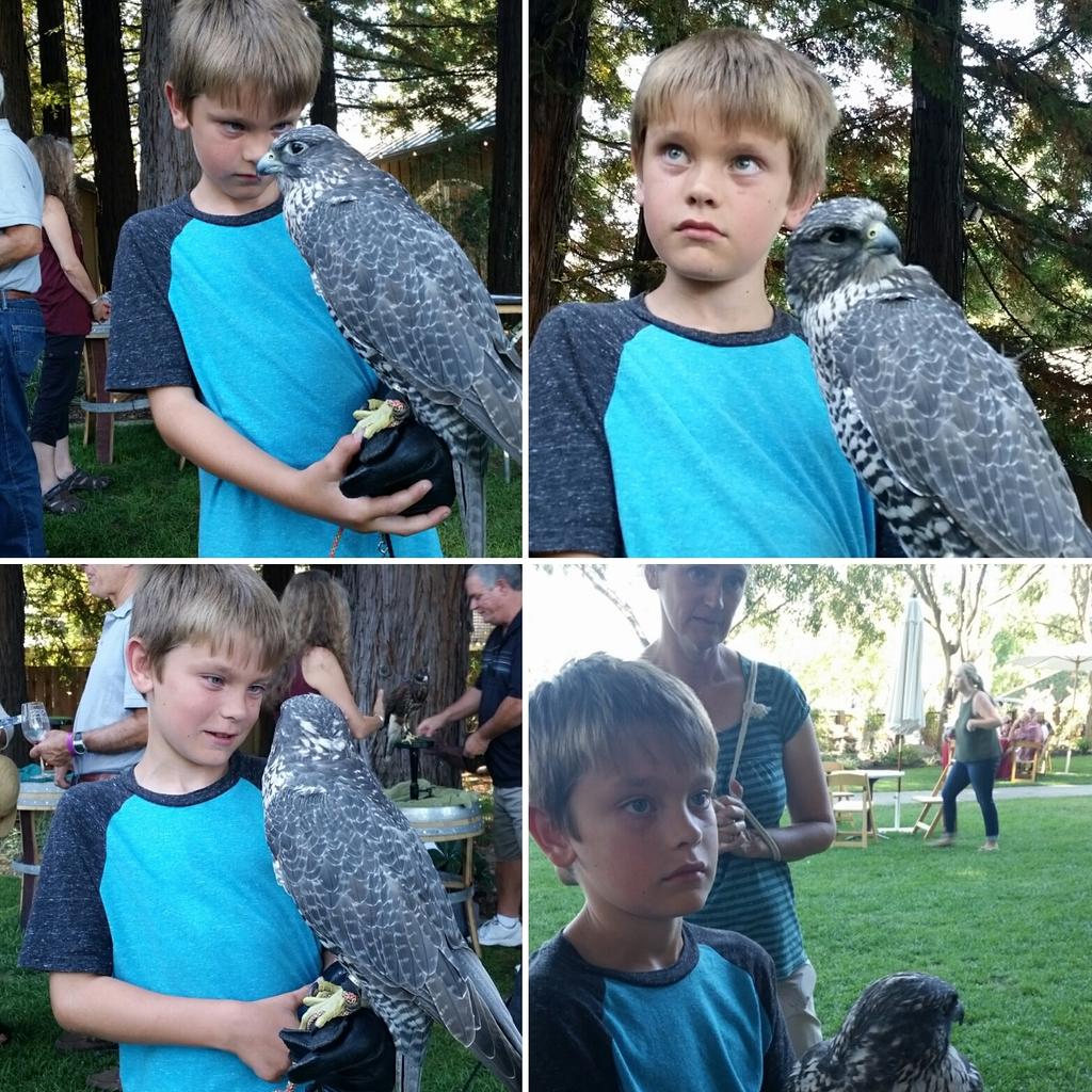 SawyerSommelier's tweet photo. Power duo! Our boy Rupert w/ #Gyrfalcon @ZinfandelOrg #SummerCelebration #minisomm #falcon #ZAP #wine #fatherandson https://t.co/cKKIHrtsPB