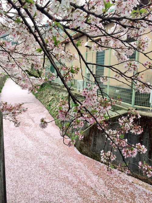 東京 (@tweetingtokyo) on Twitter photo 