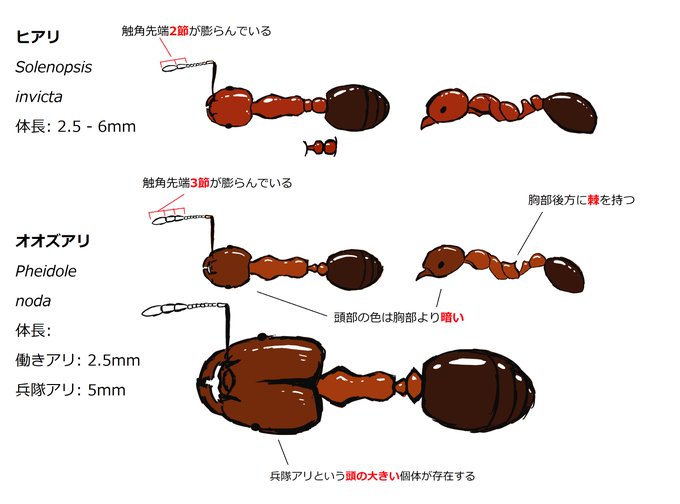 アミメアリのtwitterイラスト検索結果 古い順 アミメアリのtwitterイラスト検索結果 古い順