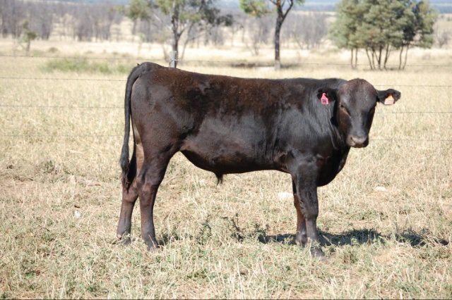 Polled Purebred Wagyu Bull Sale
Friday 18th August, 8PM
World’s First Exclusive
HETEROZYGOUS POLL BULLS
<a href="/AustWagyuAssoc/">Aust Wagyu Assoc</a> <a href="/qclnews/">Queensland Country Life</a> <a href="/nqregister/">NQ Register</a>