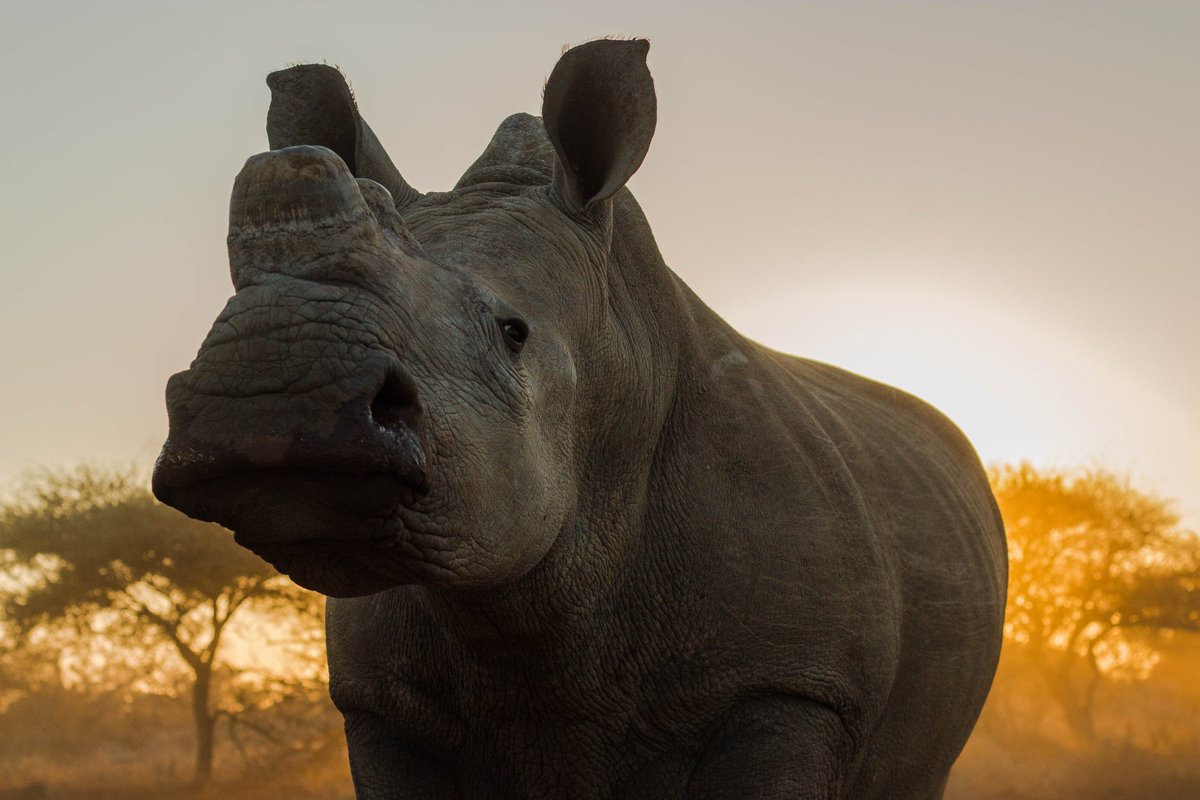 savetherhino's tweet photo. Our view on #JohnHume #RhinoHornAuction: huge potential for leakage into black market, &amp;  confused legal position https://t.co/oZ7KvXjBxq https://t.co/VXeMVgMjTg