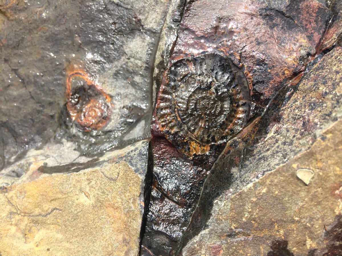 GreatGeology's tweet photo. These fossils at @PortrushNI are part of a metamorphic rock complex called hornfels, altered mudstones from igneous intrusion! #100geosites https://t.co/zKGDTcYRew