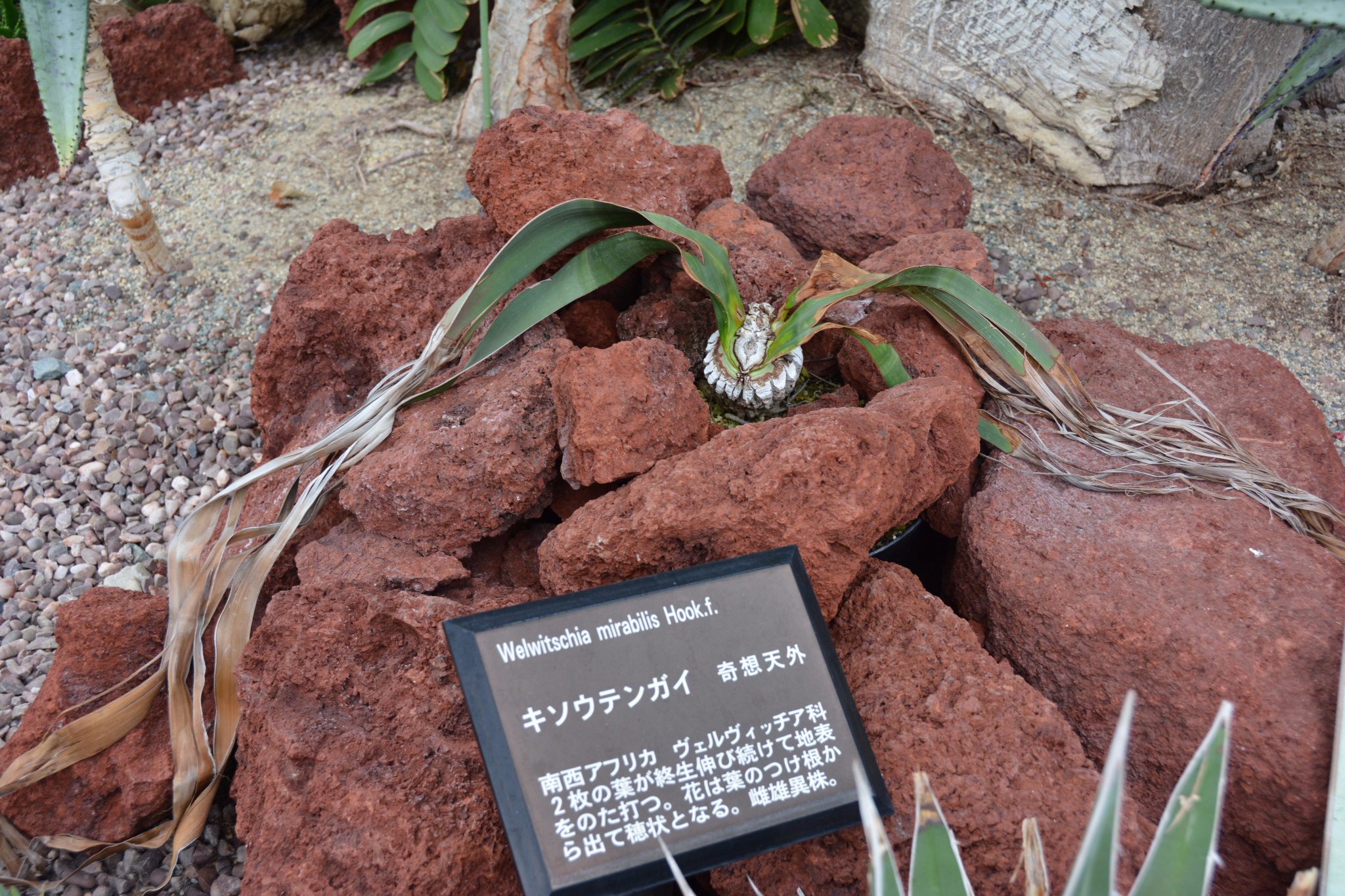 奇想天外 Welwitschia Mirabilis1