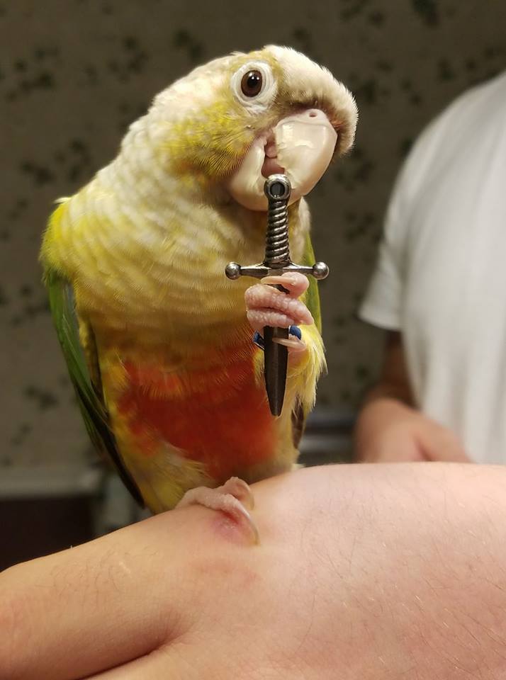 Cwossie's tweet image. It's dangerous to go alone,

take this.