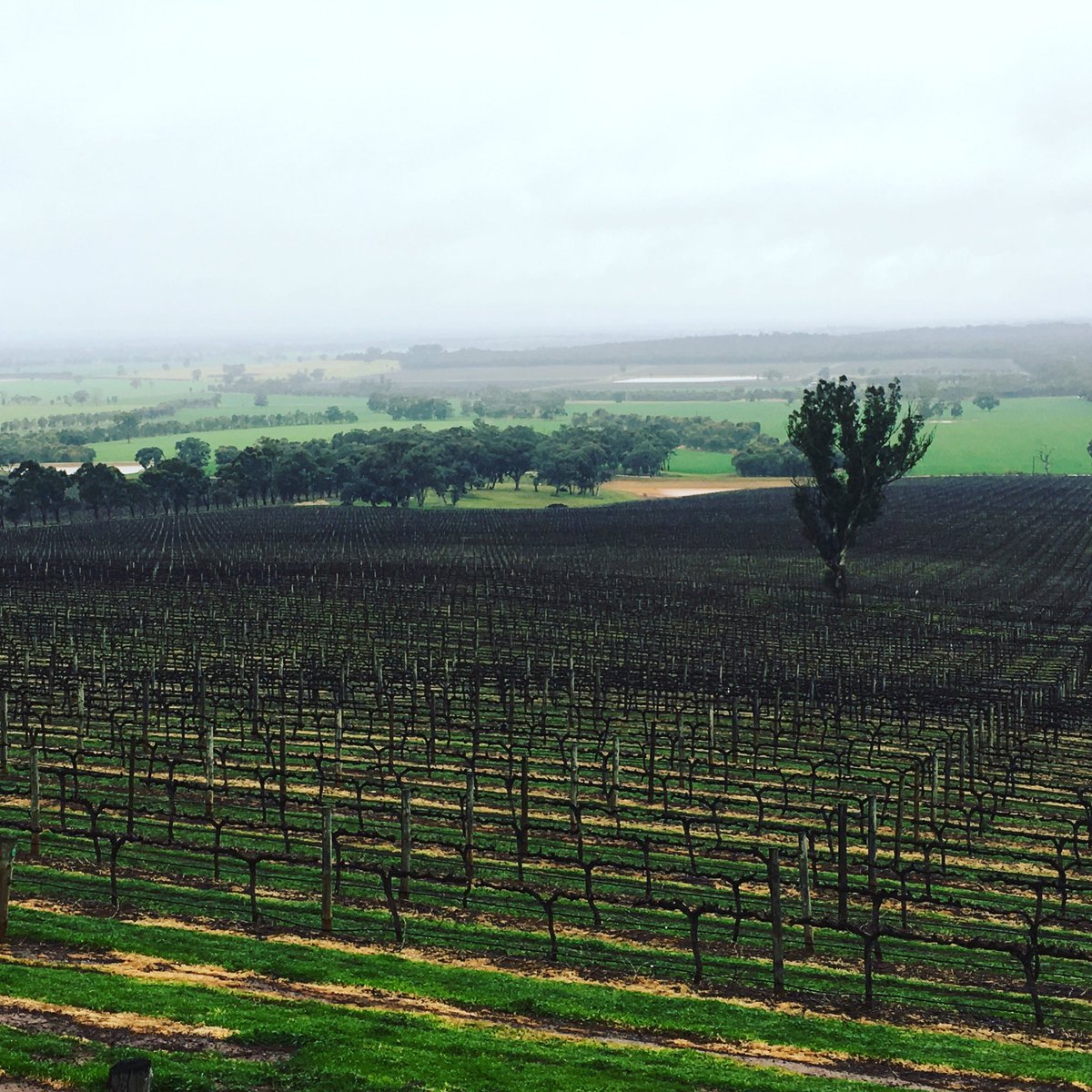 TODDProperty's tweet photo. #chinamansbend #toolleen looking the goods today #heathcote #vineyard @exploreheathcote #toddproperty https://t.co/mnM6VB3Wvi