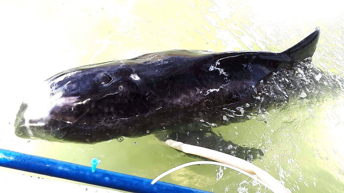 yzsoteloINQ's tweet photo. Paloma, a Risso's dolphin, died after almost 2 weeks of rehab and meds by BFAR Region I.  A 1 1/2 feet of rubber was found  in her stomach. https://t.co/Yes6rsjpRF