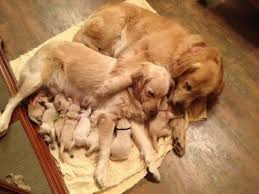 Dogysignal's tweet image. cute puppy family.....