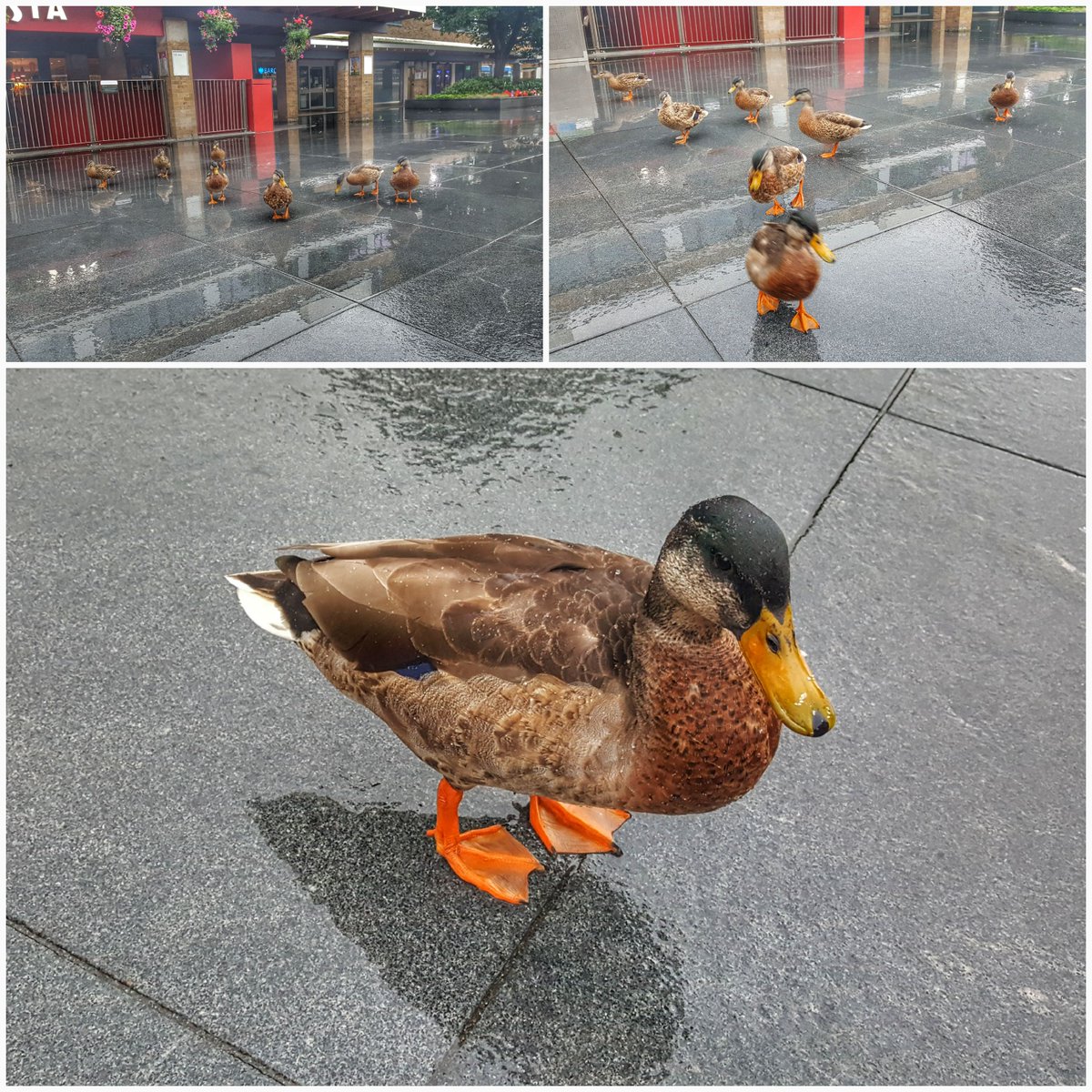 I had a sense I was being followed this morning. Turned round and yep - an unruly gang were closing in on me 😄 #campusducks <a href="/LancasterUni/">Lancaster University</a>
