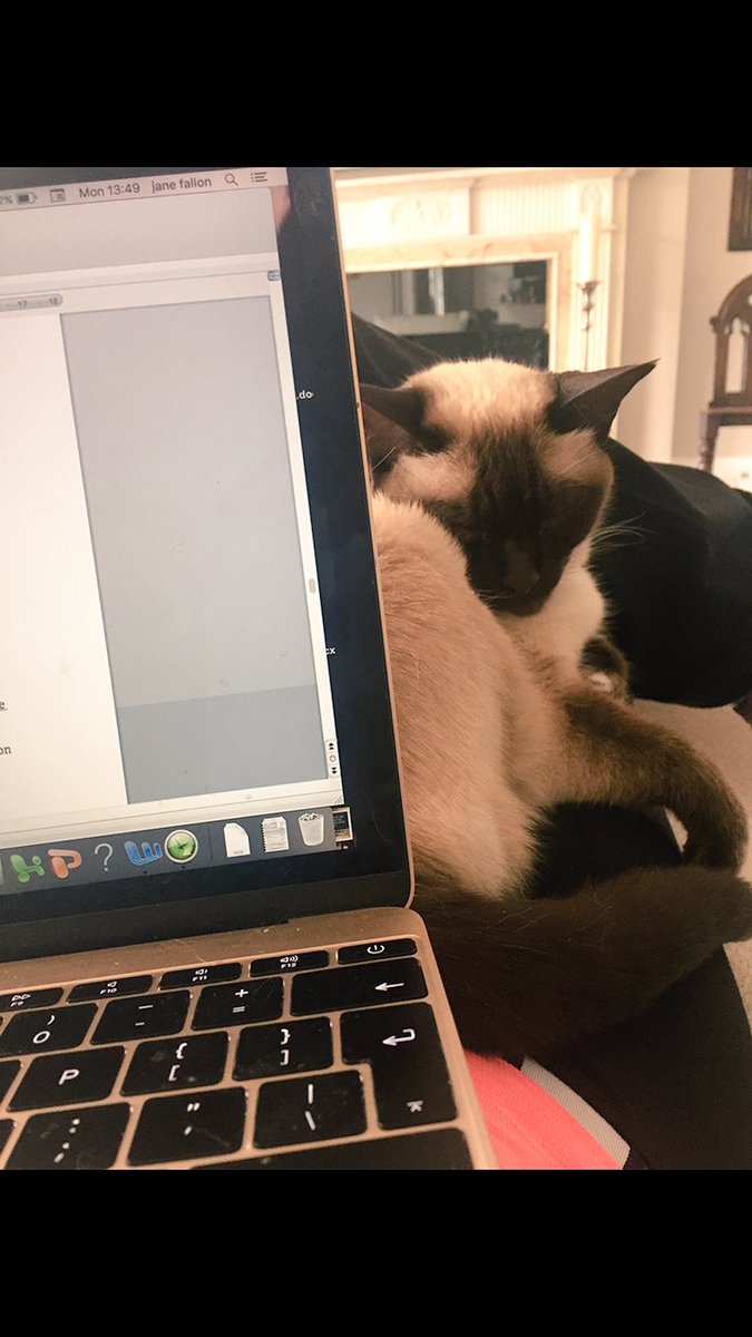 myleftfang's tweet image. I'M WORKING TOO HARD TO DO A #TOOTSIETUESDAY PICTURE!! #BusyBusinessCat #GoodGirl