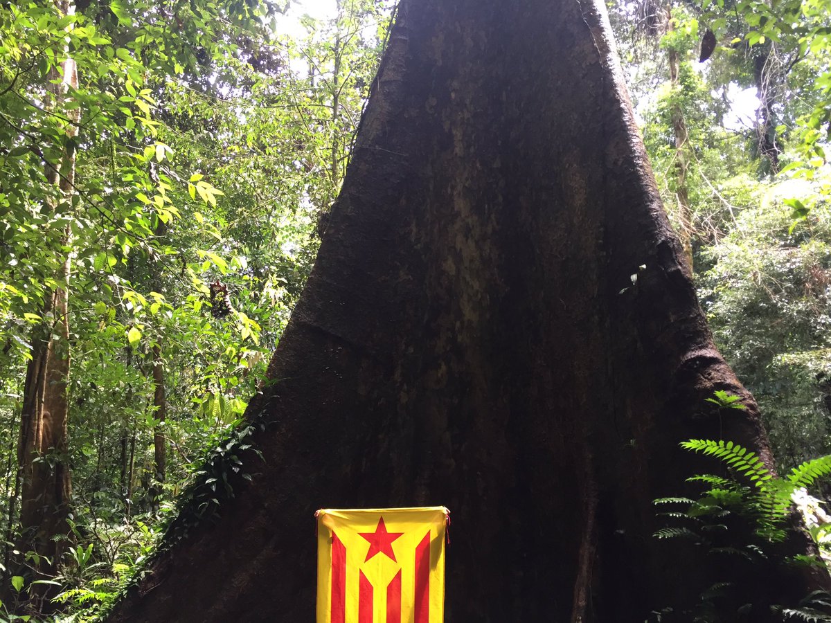 estelroig23's tweet photo. #esteladaGo a #Mulu #MuluNationalPark #Sarawak #Borneo https://t.co/5oZsqSKS6m
