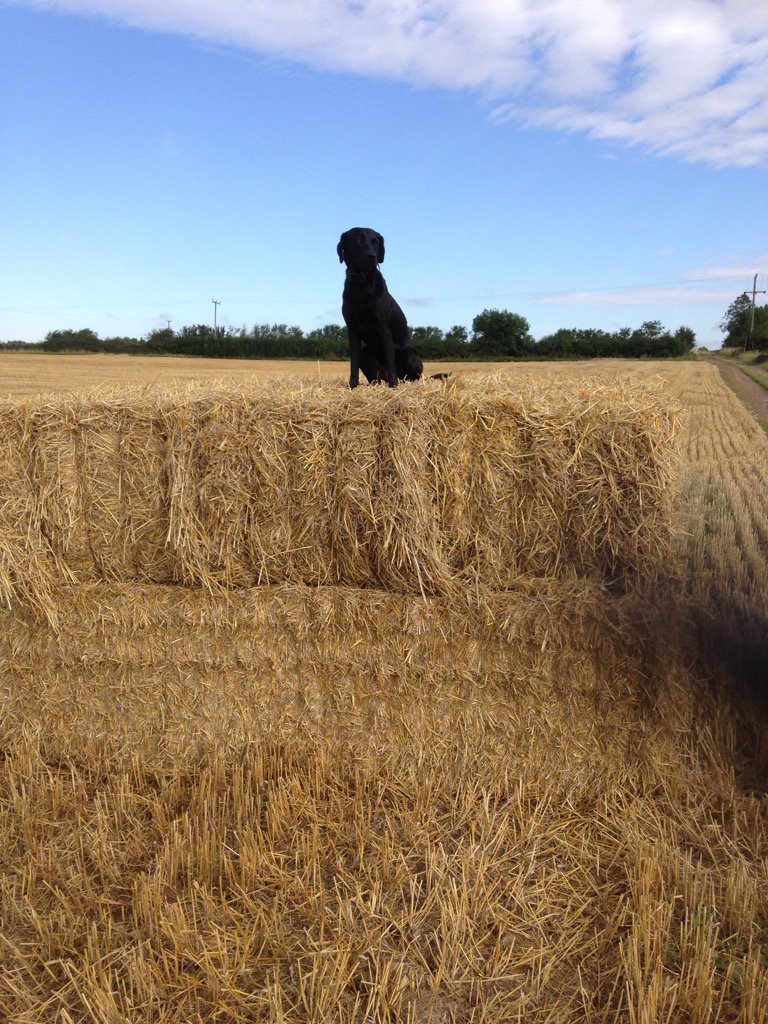 FullardsFarm's tweet photo. Admiring the view. #balejumping #harvest17 https://t.co/MzqnnaMUDY
