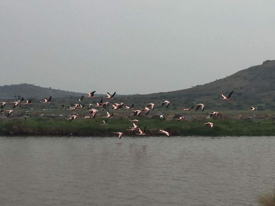 savannah_explor's tweet photo. #flamingomigration never to miss the lovely birds that fly from kenya to uganda #visituganda #lakekatwe https://t.co/71gYtKv2qI