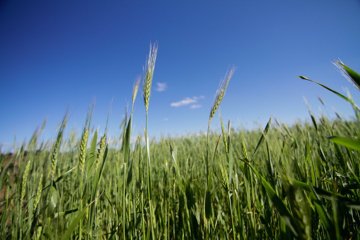 Madagasikara Maintso ny tontolo