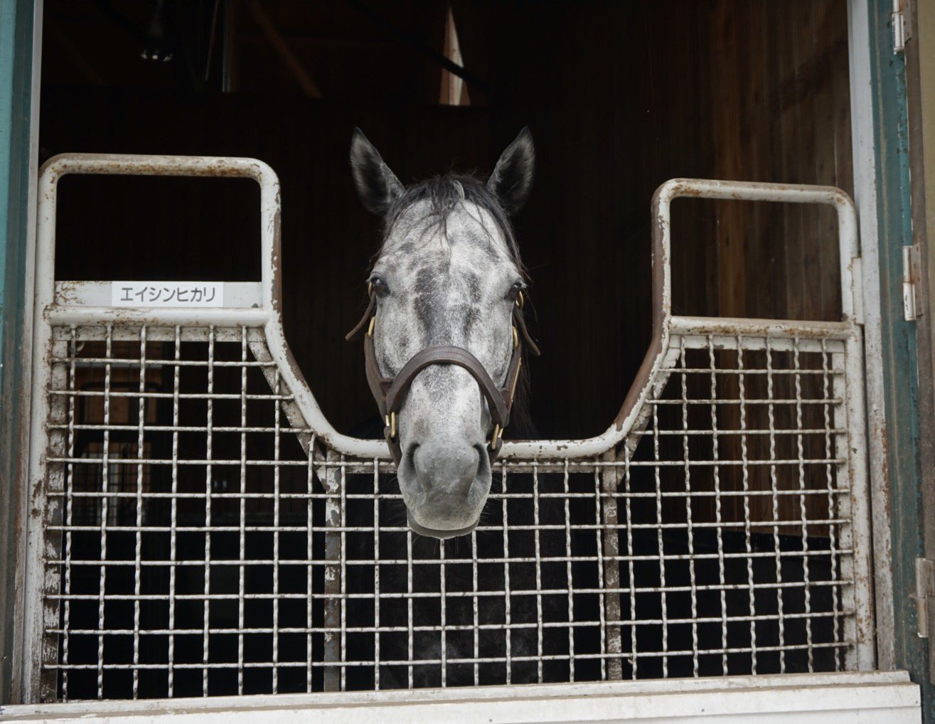 最高のイラスト画像 ベストエイシン ヒカリ かわいい