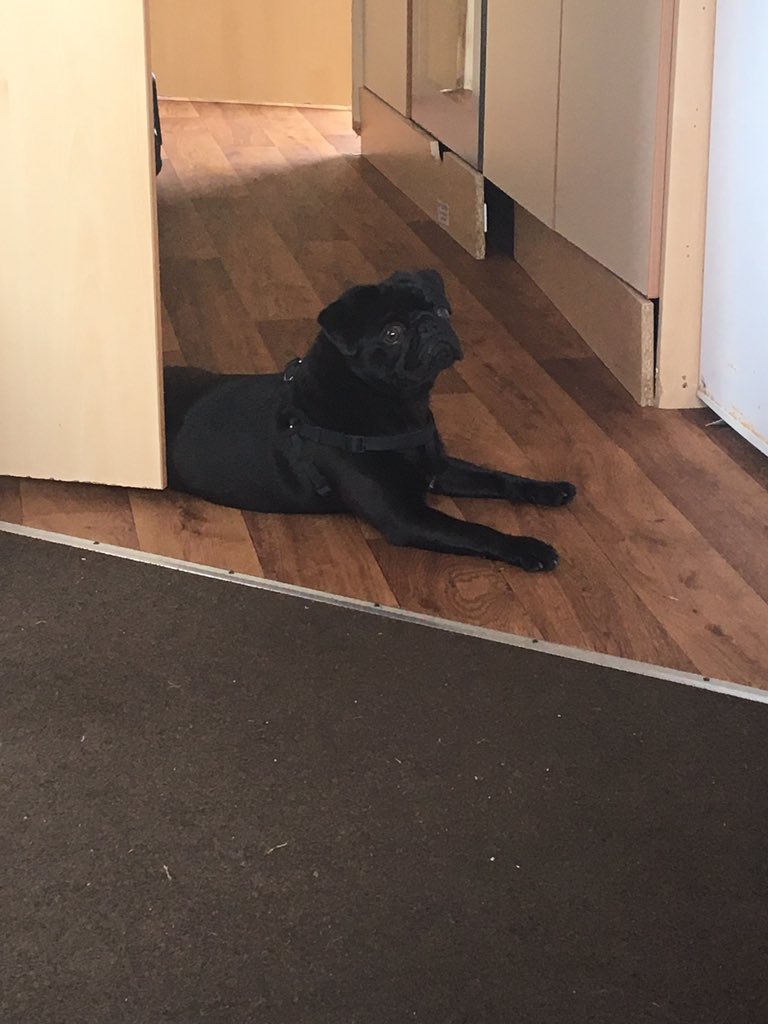 HugoTheBoss16's tweet photo. Even though I'm a pug I also work great as a door stop. 🚪 https://t.co/myUvzVnFso