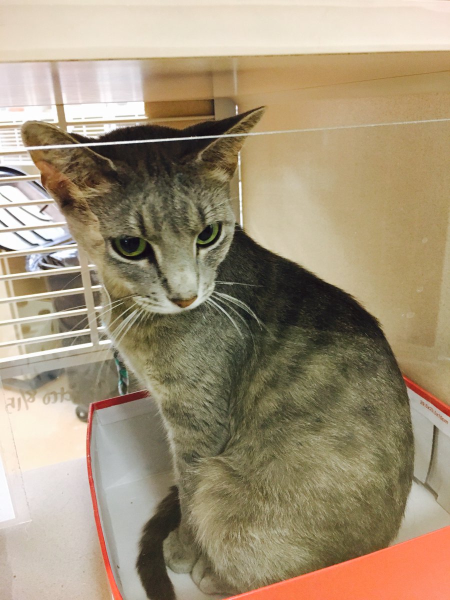 Meet Aries! She is a 1 yr old, domestic short hair grey tabby available for #adoption! Come see her and her friends today! #adopt #cats