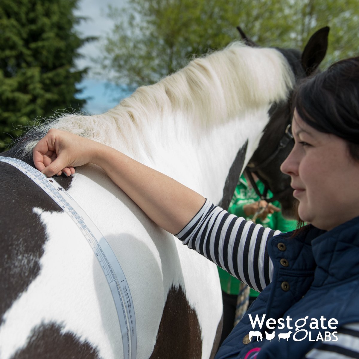 westgatelabs's tweet photo. Using a weight tape to calculate wormer dosage? Add 10% to ensure enough to be effective and slow resistance https://t.co/W781phweXb https://t.co/pWdzOBaSN7