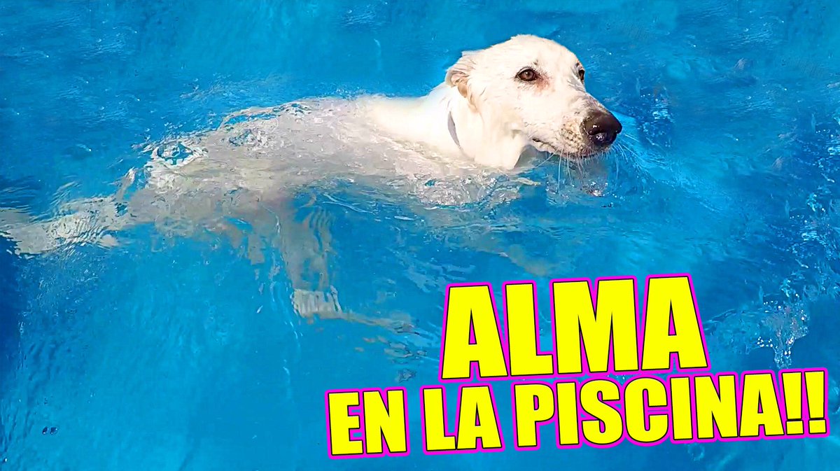 ItarteVlogs's tweet photo. EL PRIMER BAÑO DE ALMA!!!
https://t.co/QSBUhoFhBy
RT para que tenga su propia piscina!!😍🐶 https://t.co/JrcT2VSaRC
