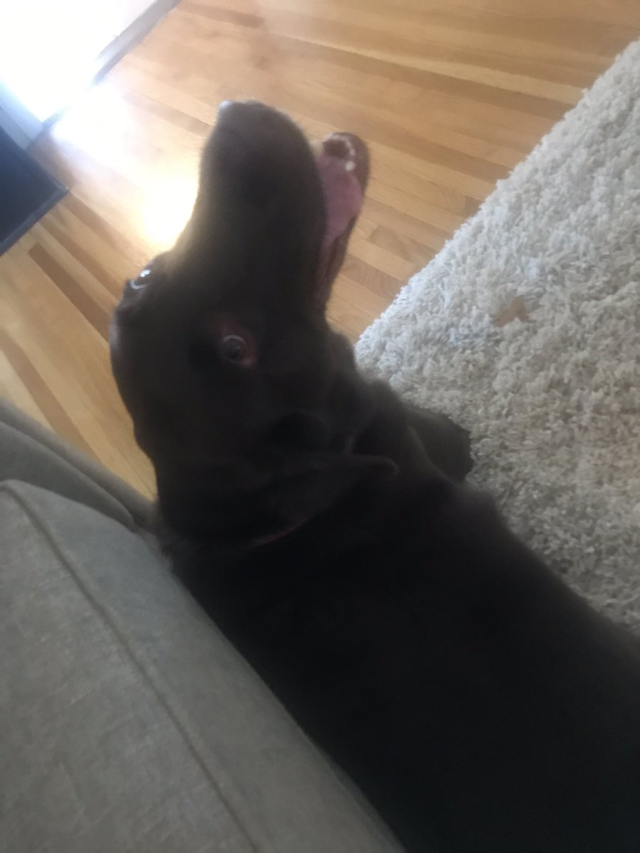 RileyPhipps95's tweet photo. Do you ever have a dream that your dog died and then wake up and just.. 😭 https://t.co/nJaVURmQF3