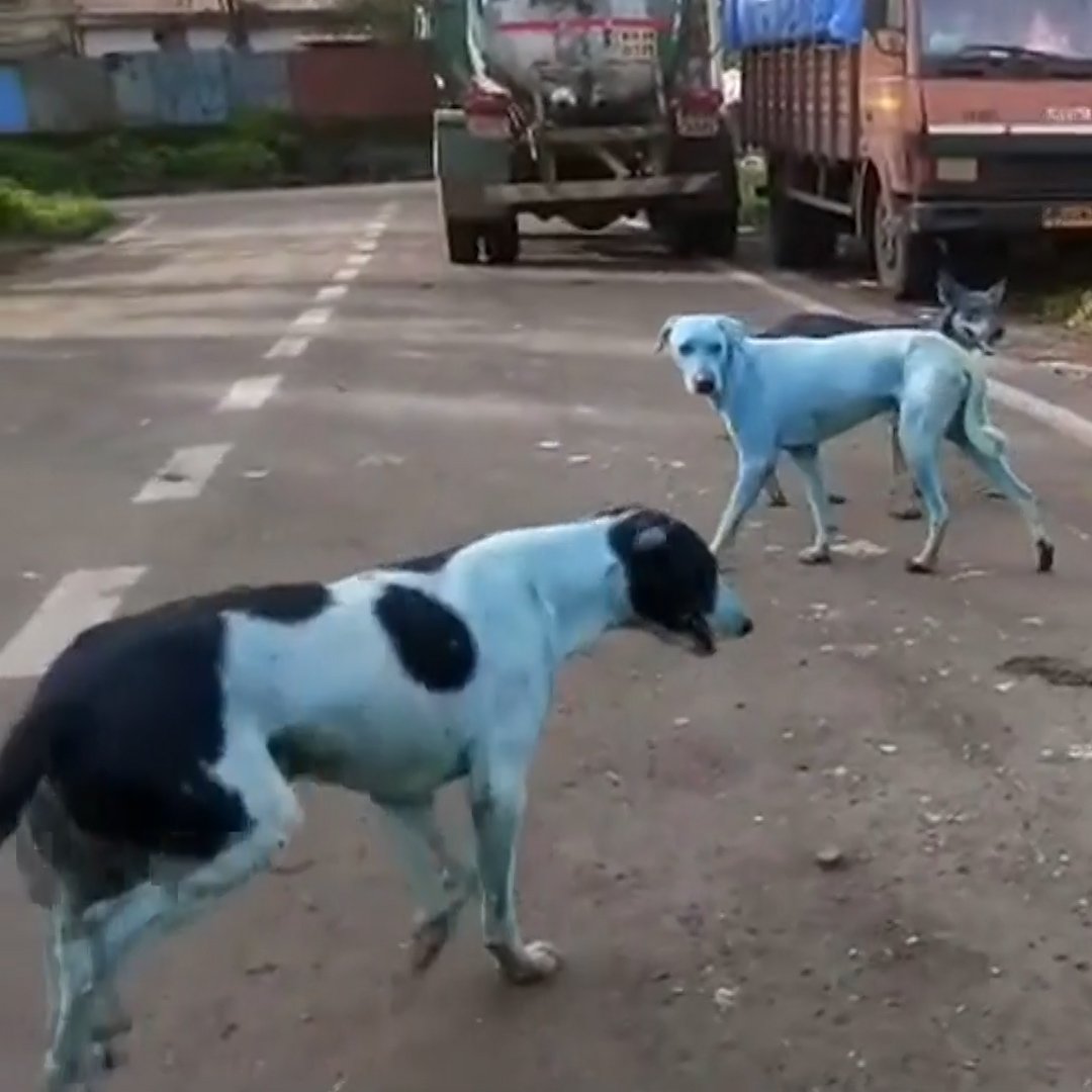 Muncul Anjing Liar Bertubuh Biru Di India Ini Dugaan Penyebabnya