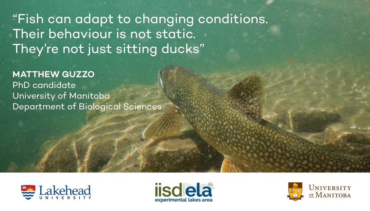 IISD_ELA's tweet photo. Who are YOU calling sitting ducks? It had better not be #LakeTrout, b/c @mattguzzo12 has something to say about that https://t.co/ieDMRFmdSx https://t.co/l230T6oQiu