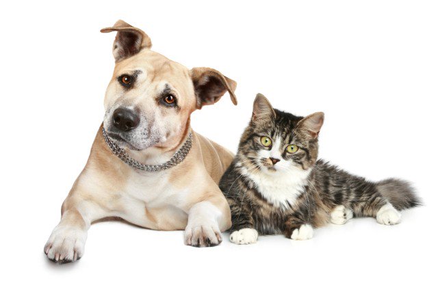 Broward County Government tweet media