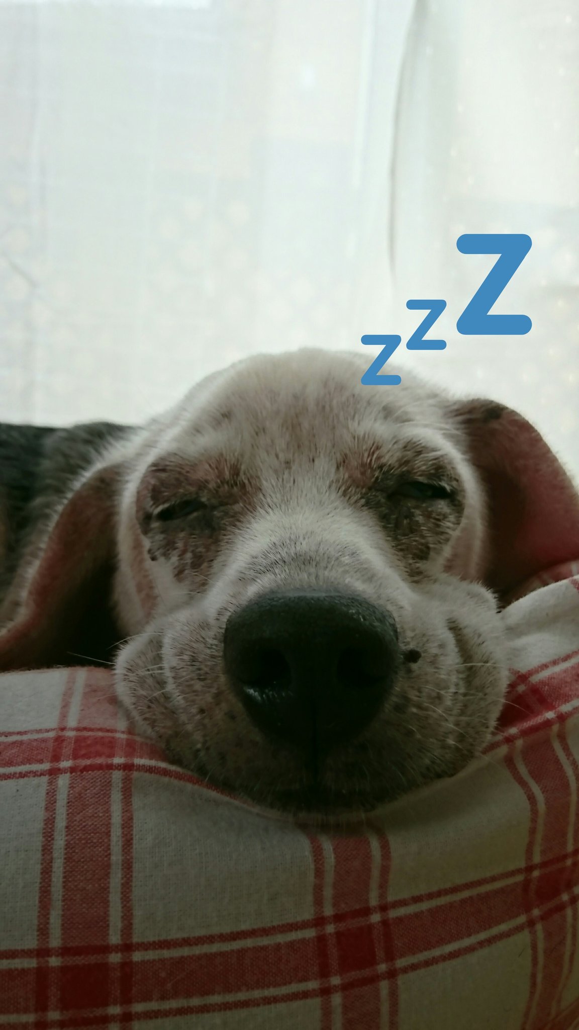 ロック ビーグル犬 Wanbeagle4024 Twitter