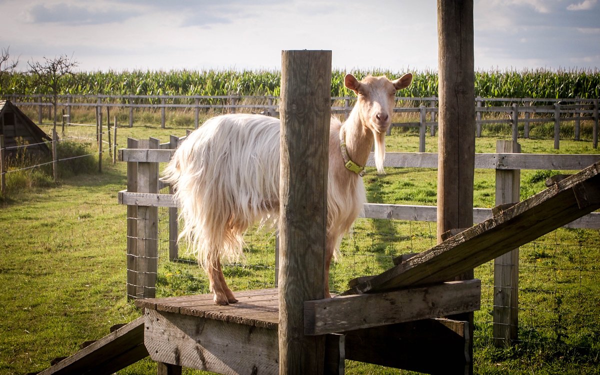 RusticRiddles's tweet photo. Happy Birthday TINA 7 today!  The oldest member of the #HockwoldHerd at @RusticRiddles #outdoorescapegame.  Save her from the trolls! https://t.co/xcVgjzZKHA