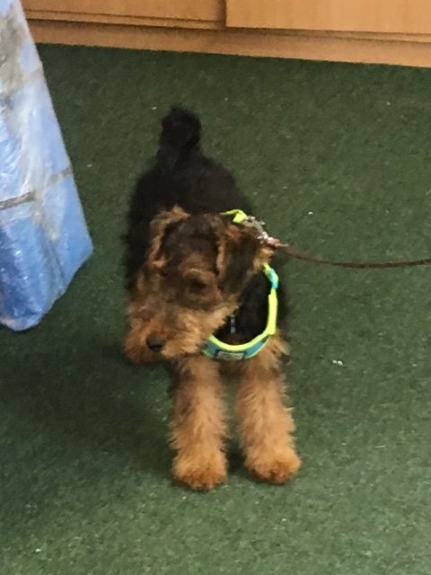 We had a fuzzy visitor to NRS on Friday. #officedogs #bringyourpettoworkday #puppylove