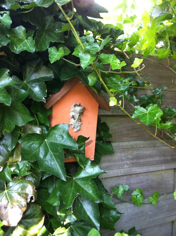 Ook #wespen kunnen prima hun nest maken in een vogelhuisje.
Op welke vreemde plek heb jij wel eens een #wespennest aangetroffen?