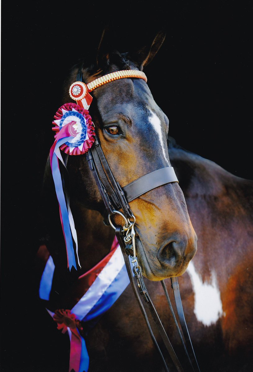 Some of our qualifying competitors...Meet Haysden Nirvana #allenandpagefeeds