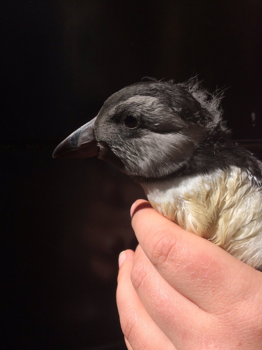 Late leaver! Surely our last Pufflin (found in the house) is ready to leave today.