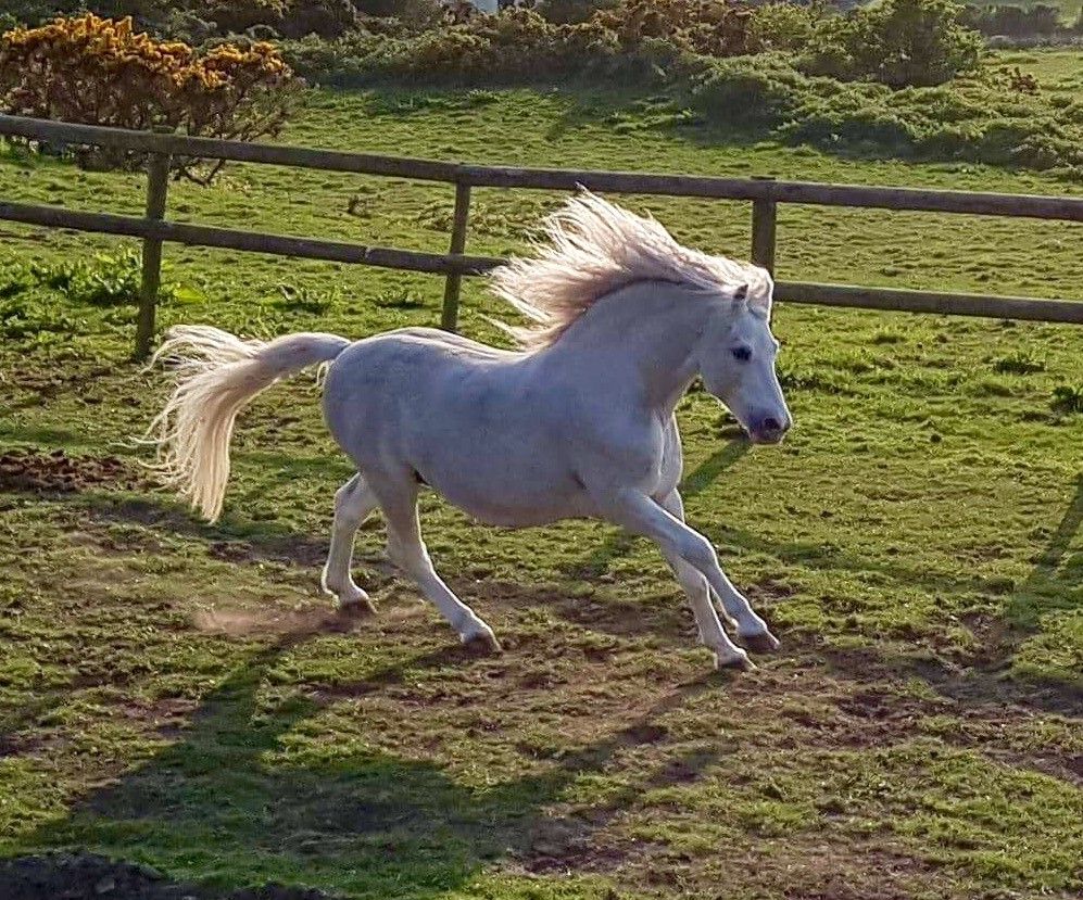 Some of our qualifying competitors. #allenandpagefeeds #VETERANHORSES
