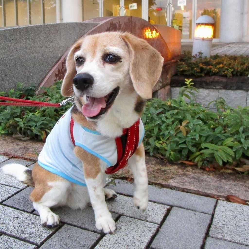 beagle_peach's tweet photo. 休憩中 #ピーチ #ビーグル #ビーグル犬 #peach #beagle #beagles #dog #dogs #beaglesofinstagram #beaglestagram #beaglelife #beagleman… https://t.co/CsKBXJL2NA https://t.co/w4Q7uaHGZh