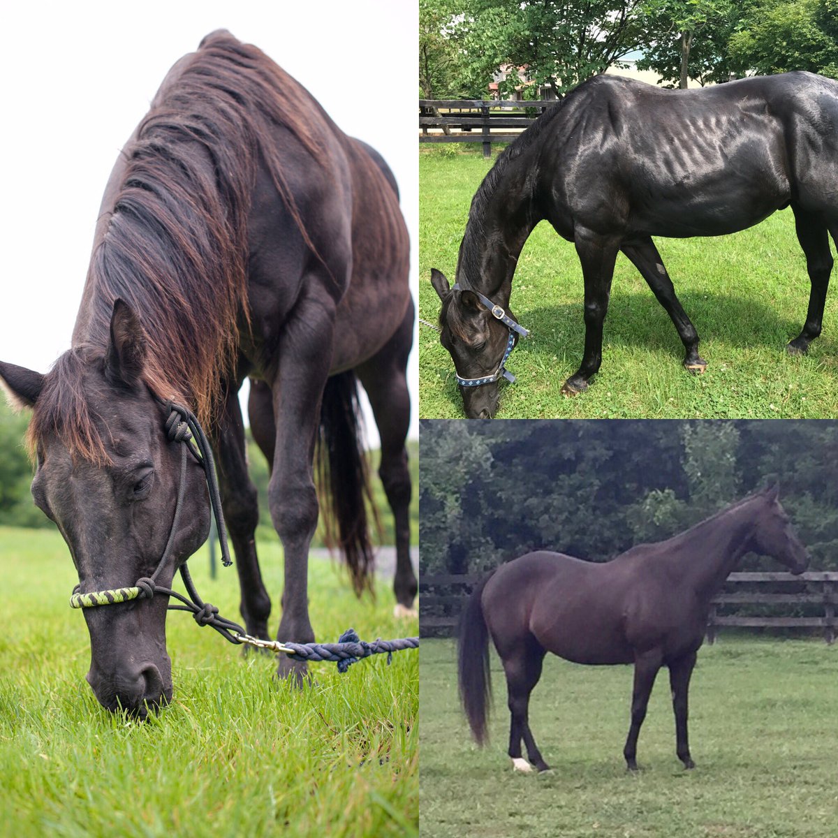 Nalani_Horse's tweet photo. Transformation Tuesday brought to you by Riser. Is this even the same horse?! #horserescue https://t.co/1KZeWVE3Yi