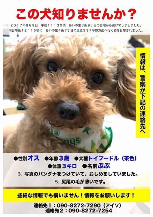 Webメディア わんにゃんハート 公式 札幌あいの里で迷子犬情報 トイプードルのぷぷちゃんを探しています 3kgの男の子で 性格は臆病です もし見かけたら 速やかに警察への連絡をお願いします 拡散していただければ幸いです よろしくお願いし