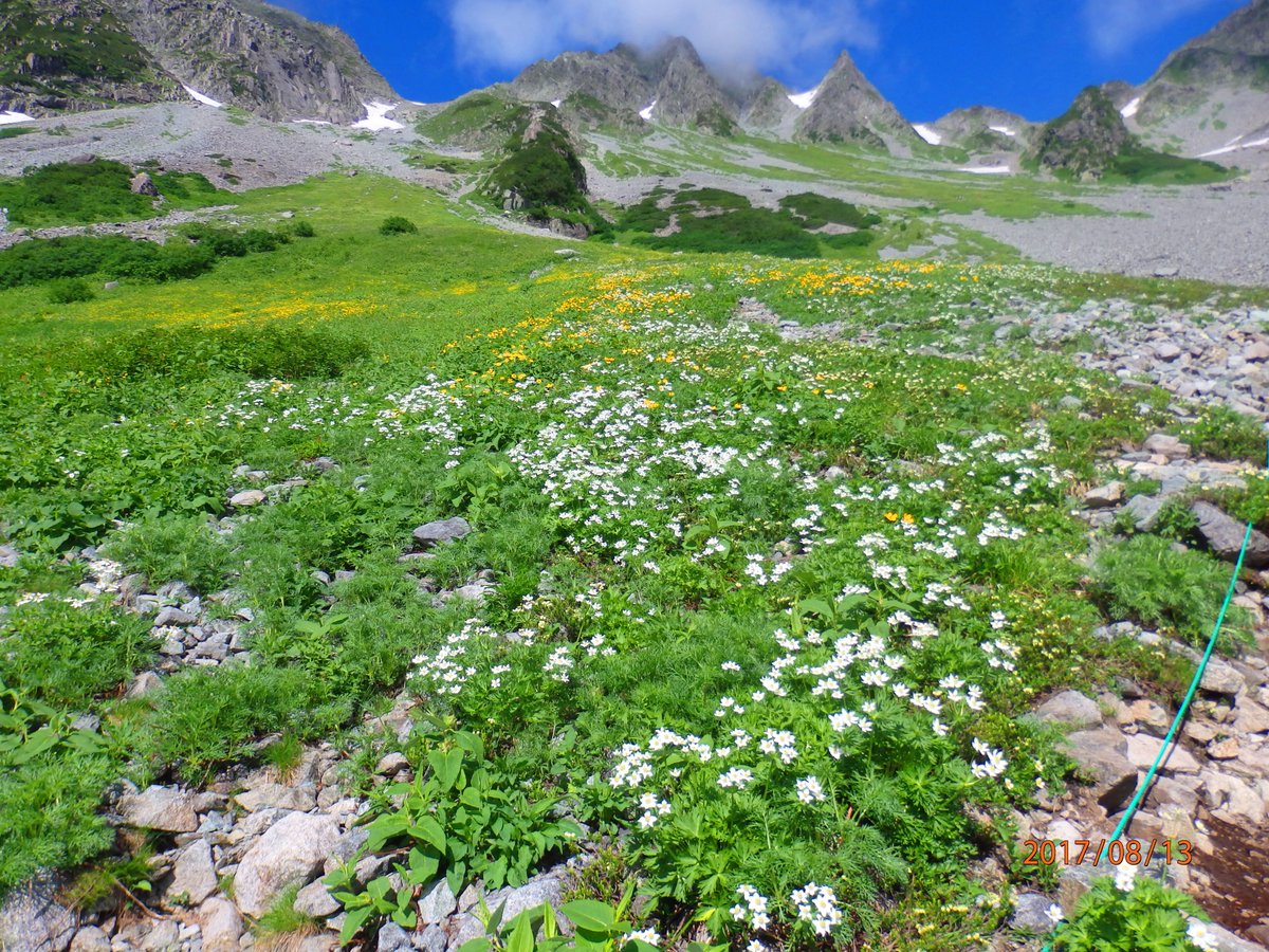 ট ইট র Toru Mizuno お花畑の美しさといい 背景の北アルプス連峰の神々しさといい どこまでも澄んだ青空といい これはもう天国としか表現のしようがないです