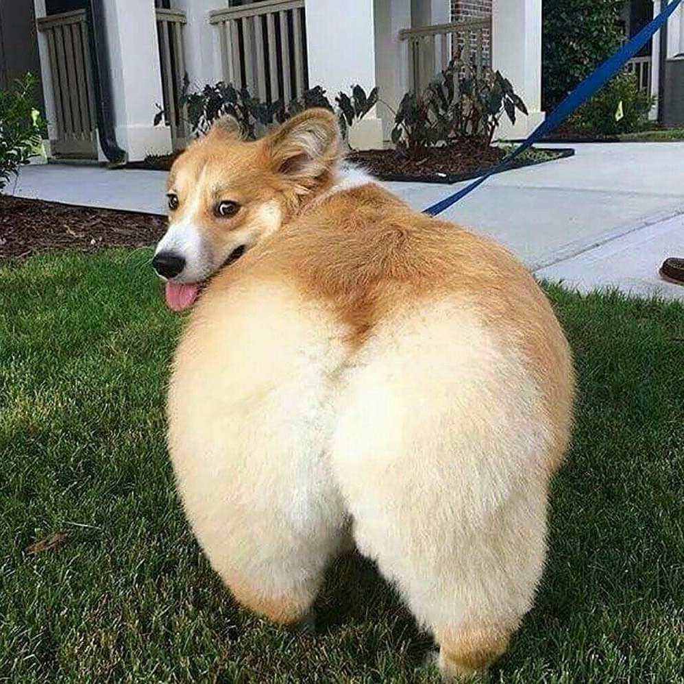 Does my butt look big in this?
#bigbutt #cuteness