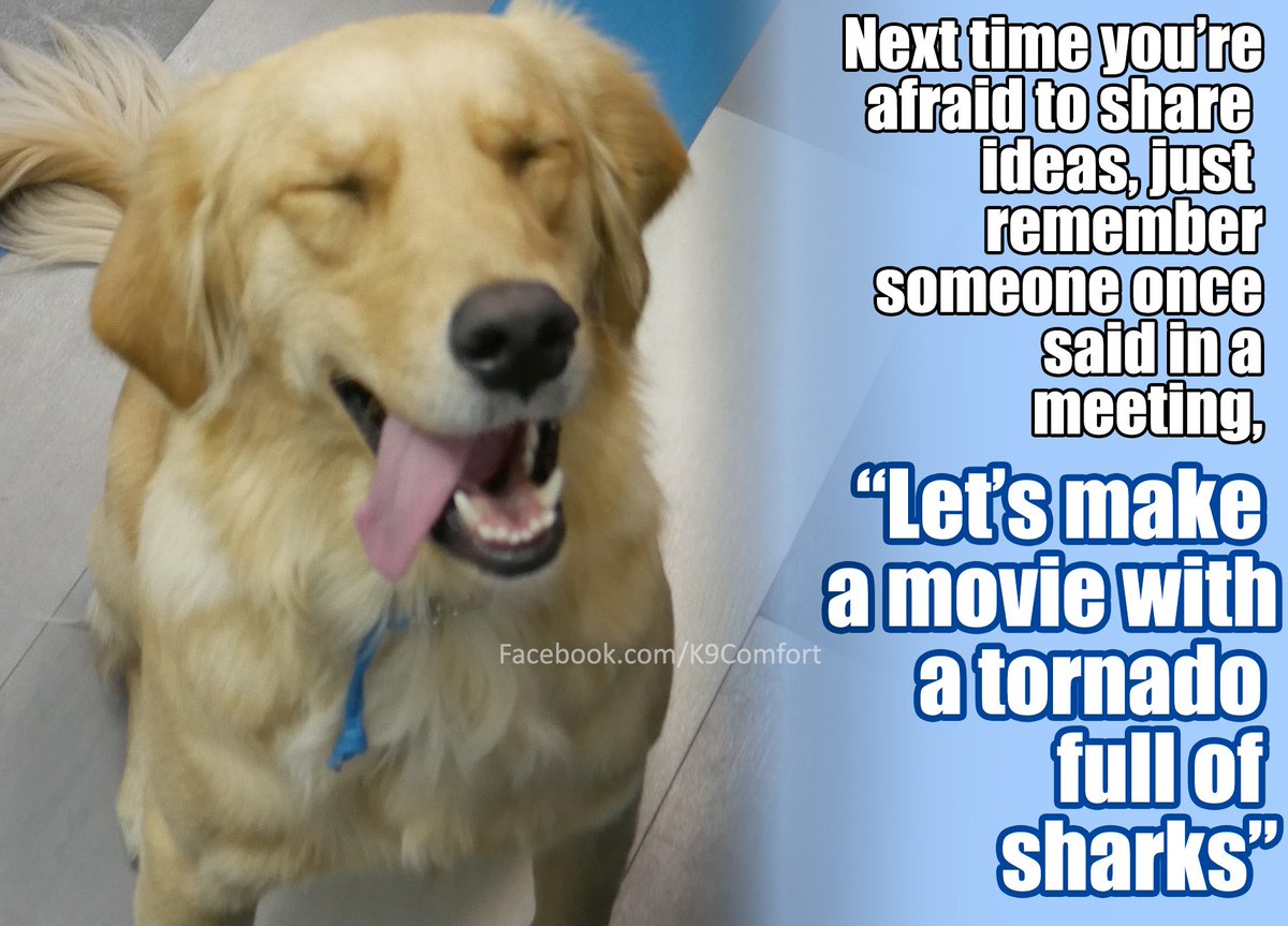 apparently there really aren't any bad ideas... 
#TuesdayThoughts #dogsoftwitter #TuesdayMotivation #charitytuesday
