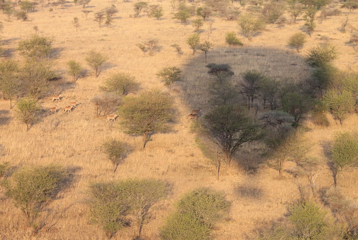 NimaliTarangire's tweet photo. Balloon safari done by our recent guests at #Nimali #Central #Serengeti. Spotted a herd of buffalo &amp; eland. An experience not to be missed! https://t.co/06bvLhdTTl