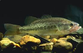 MegaMallAdmin's tweet image. &quot;While he was holding the fish for a photo, he dropped it 6 feet below in the crevice of the rocks…&quot; goo.gl/qJ5A0N #Bahamas