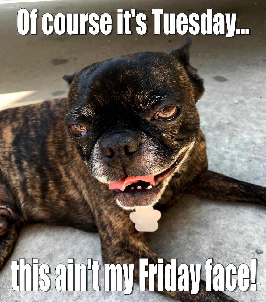 CLS_Olds's tweet photo. #Tuesday #truth! Haha! #myolds #supportlocalolds #alberta #yyc #dogsofinstagram https://t.co/XX0KcXN3al