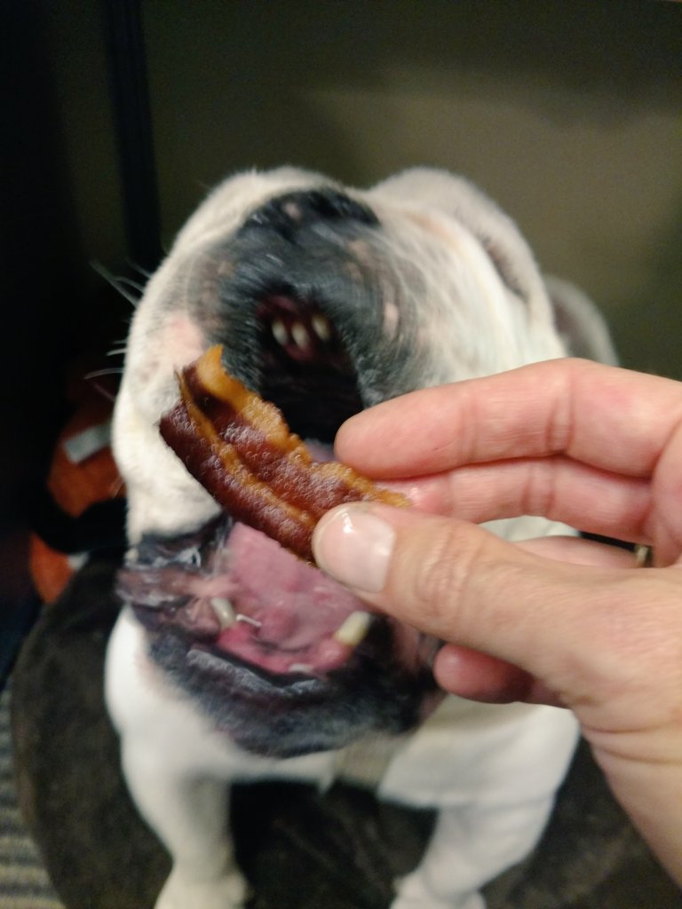 BryantTuppy's tweet photo. Been here 5 minutes... already had #bacon, got #WrinklePaste in my folds, paw massage from Ma, and suckle time! #BulldogGoals https://t.co/oqunsSXPv1