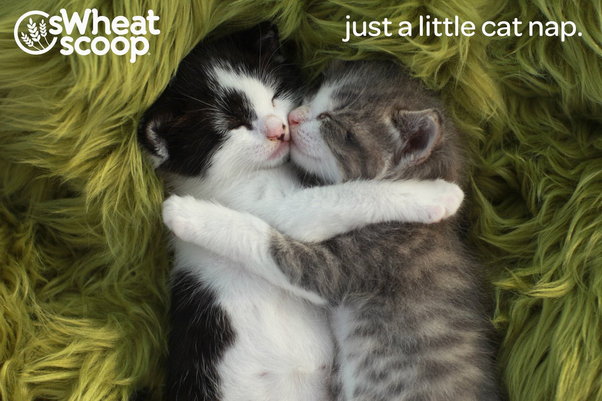 sWheatScoop tweet picture